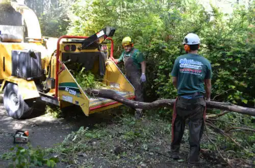 tree services Earlimart